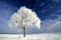 dick mit Frost bedeckte Linde auf der Albhochflaeche und weisse Wolken, Schwaebische Alb, Deutschland
frost covered lime tree on Schwaebische Alb and white clouds, Germany